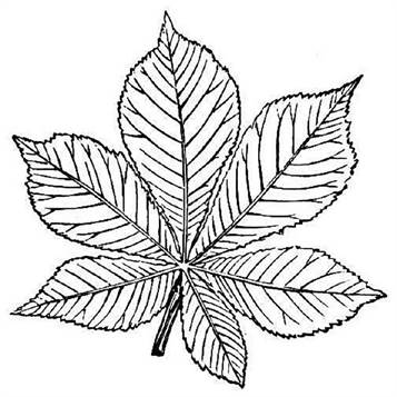 Kids-n-fun.com | 19 coloring pages of Trees and leaves